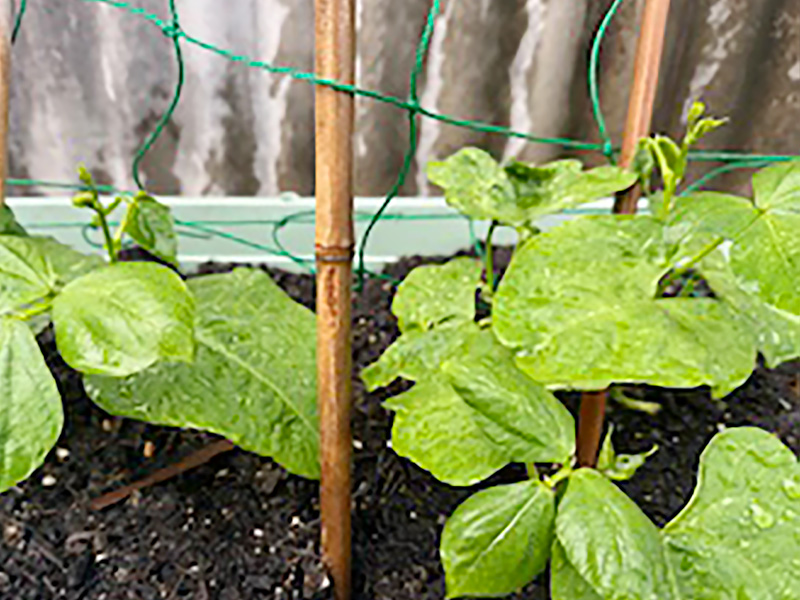 エンドウ豆とインゲン豆