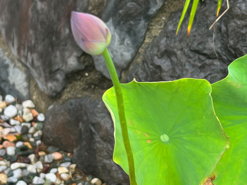 蓮のツボミを見つけました