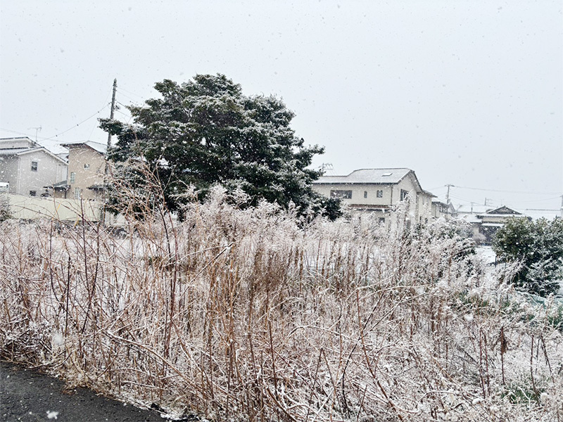 雪に心躍り、霜に立ち止まる朝